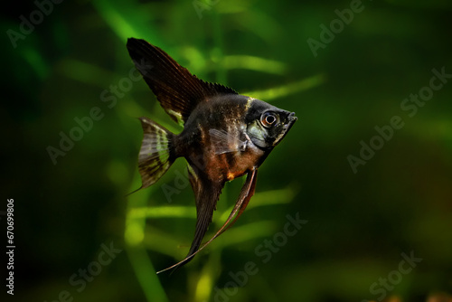 Φωτογραφία Pterophyllum scalare, angelfish black scalar freshwater aquatic animal realistic photo