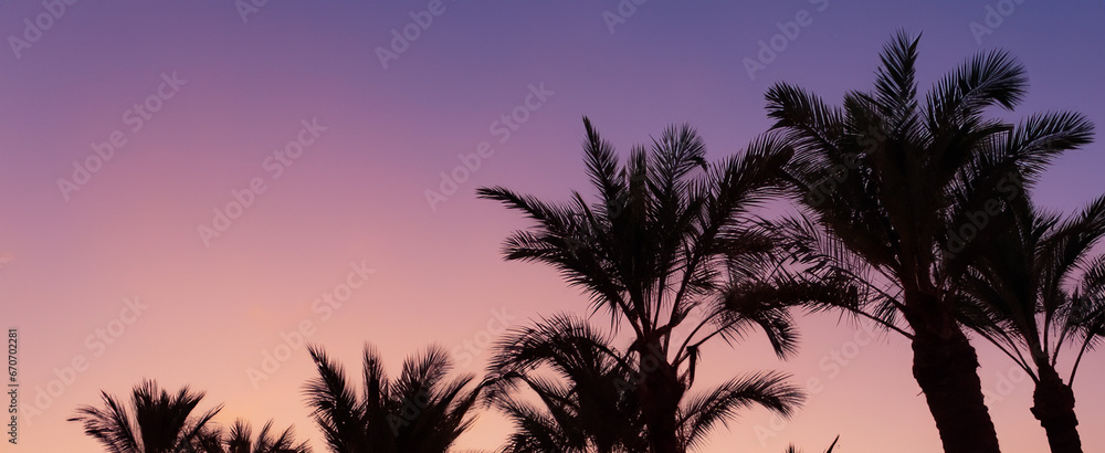 palm trees on the background of sunset