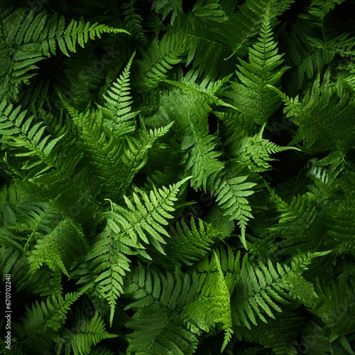 green fern background
