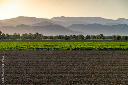 Coachella Valley Farm with Martinez Canyon and Santa Rose mountains in background photo