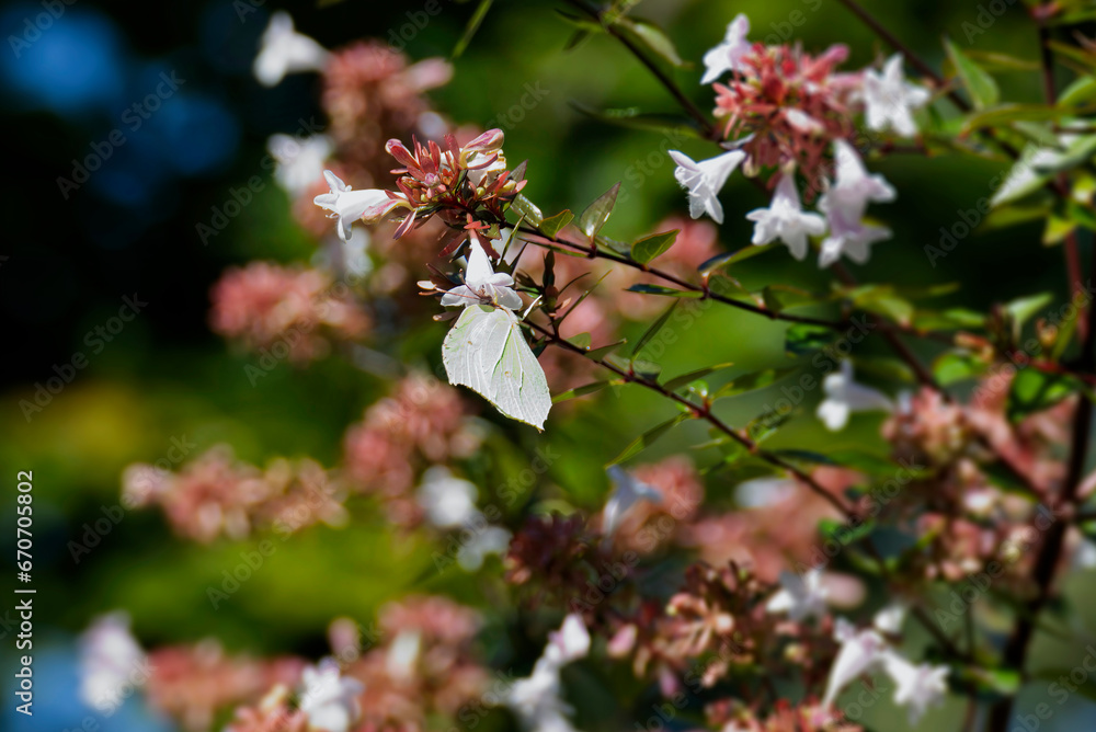 Common brimstone butterfly (Gonepteryx rhamni) sitting on white flower in Zurich, Switzerland Common brimstone butterfly (Gonepteryx rhamni) sitting on white flower in Zurich, Switzerland