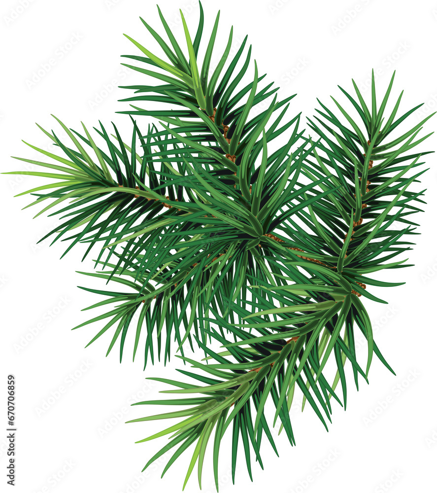 Pine branch.Christmas. New year.  Forest. Herbal medicine. Fir twigs. Winter.  transparent, png, illustration - obrazy, fototapety, plakaty 
