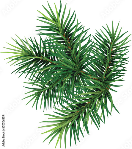 Pine branch.Christmas. New year.  Forest. Herbal medicine. Fir twigs. Winter.  transparent, png, illustration