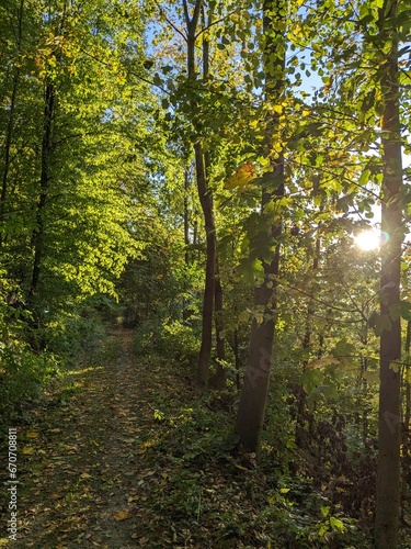 Beautiful autumn landscape with yellow trees and sun. Colorful leaves in the park. Falling leaves nature background,panorama landscape view,autumn good mood