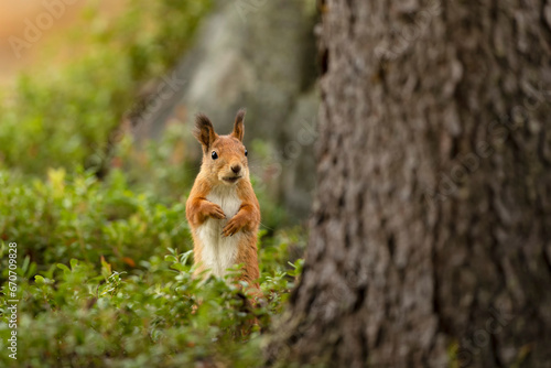Obraz na płótnie The red squirrel, Sciurus vulgaris, sitting between blueberries in the scandinavian forest. Squirrel in a typical environment w salonie