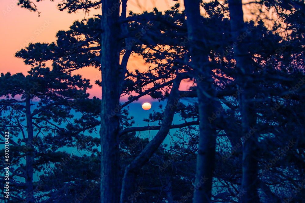 sunset between  trees in forest