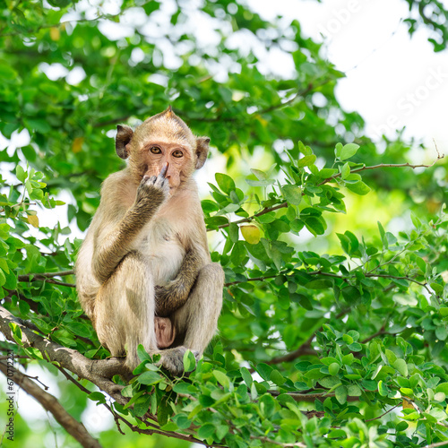 Картината върху платно Monkey or Macaca sit aggression on tamarind tree in forest, Show hand symbol middle finger doing fuck you bad expression, provocation and rude attitude