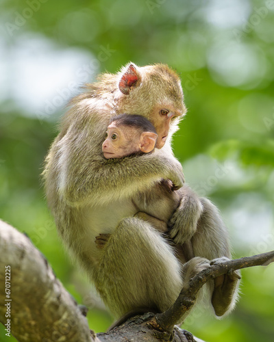 Mother monkey and baby monkey sitting on tree in natural forest. She hug the baby monkey in her arms with love, safety, moment feel good time and happy. Khao Ngu Stone Park, Ratchaburi, Thailand. © sompao