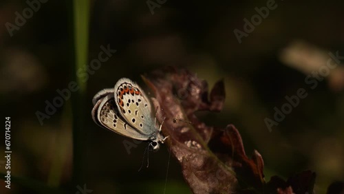 A Plebejus argyrognomon common name Reverdin's blue warming itself in the morning light  photo