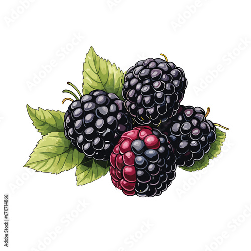 Hand Drawn Flat Color Blackberry Illustration