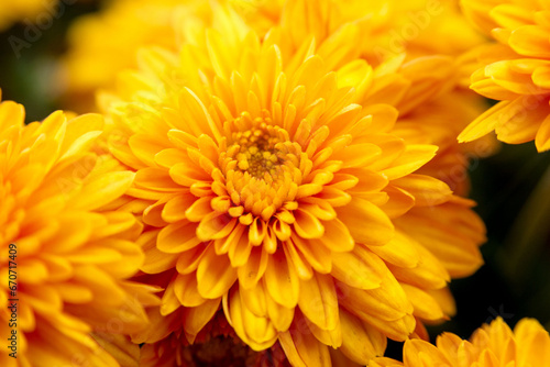 Beautiful autumn chrysanthemum flowers in the garden.