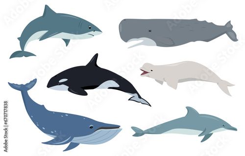 Aquatic animals set. Ocean mammals humpback  sperm and killer whale  dolphin  shark and beluga in different poses. Vector flat icons illustration isolated on white background.