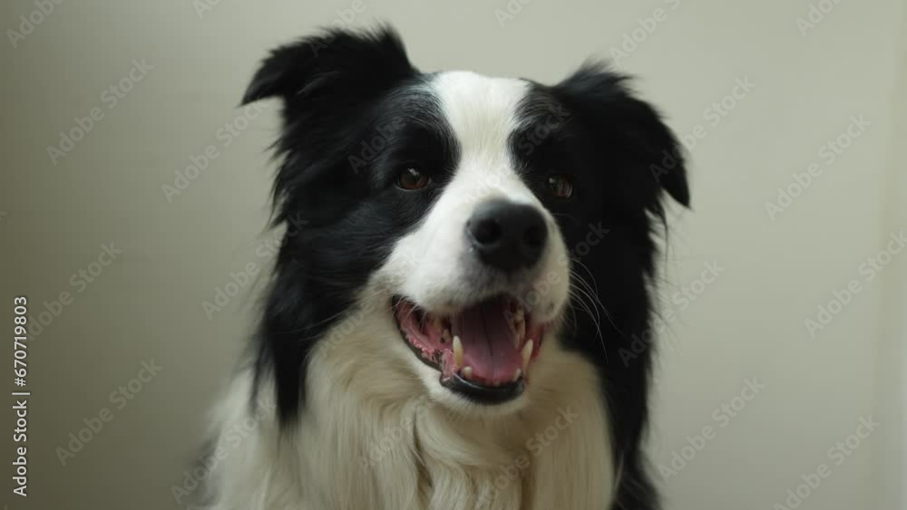 Cute puppy dog border collie with funny face isolated on white background with copy space. Pet dog looking at camera, front view portrait, one animal. Pet care and animals concept Cute puppy dog border collie with funny face isolated on white background with copy space. Pet dog looking at camera, front view portrait, one animal. Pet care and animals concept