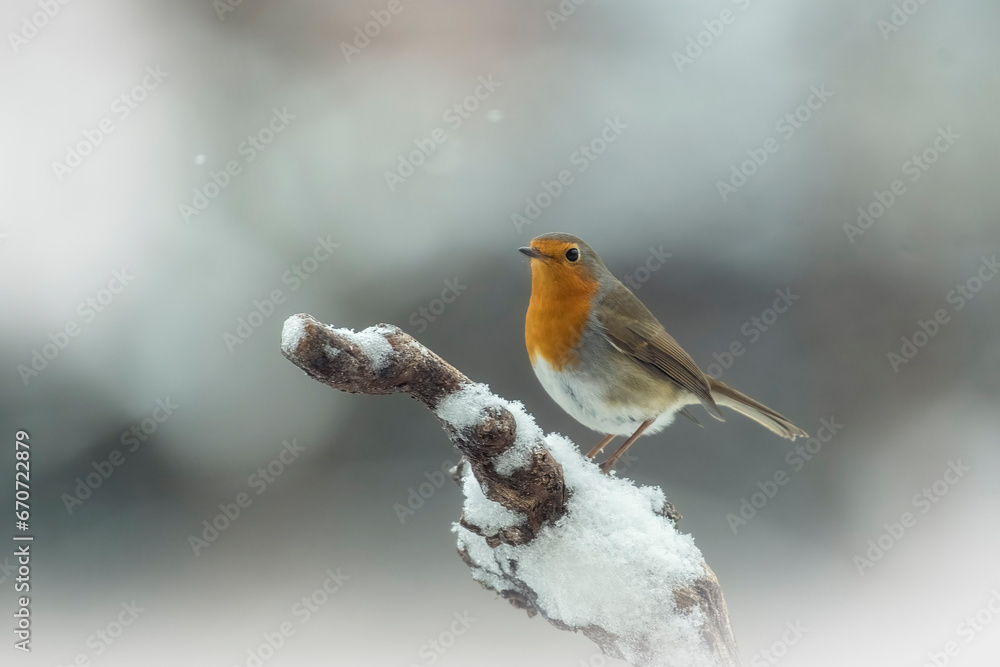 European robin (Erithacus rubecula), known simply as the robin or robin redbreast perched on a snowy branch in winter environment. Merry Christmas card.