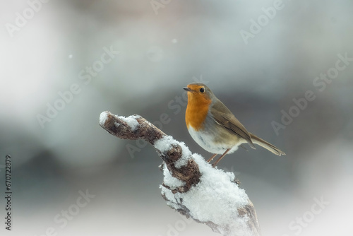 European robin (Erithacus rubecula), known simply as the robin or robin redbreast perched on a snowy branch in winter environment. Merry Christmas card.  © Dario