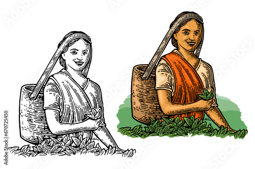 Female tea pickers harvesting leaves. Vintage color vector engraving