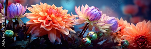 A Captivating Display of Colorful Dahlia Mix Blooms Adorned with Rain Drops in the Tranquil Setting of a Rustic Garden against the Enchanting Sunset Background  Mix blooms with rain drops  in rustic g