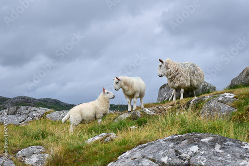 Sheep with lambs, animal love