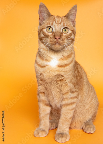 Orange kitten in photostudio