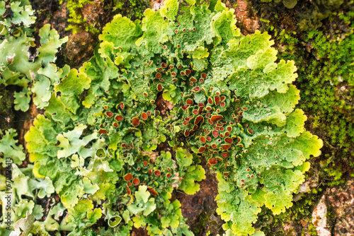 Lichen from the genus Lobaria, found on a tree in Sao Francisco de Paula, South of Brazil