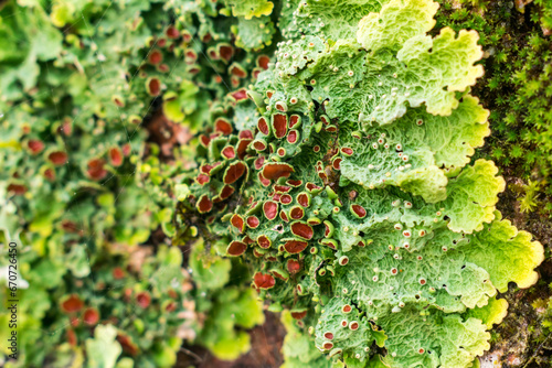 Lichen from the genus Lobaria, found on a tree in Sao Francisco de Paula, South of Brazil