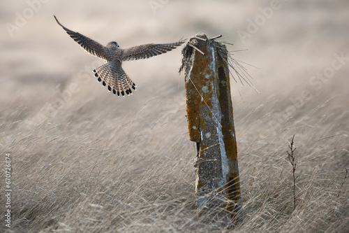 Falco tinnunculus - Common kestrel - Faucon crécerelle photo