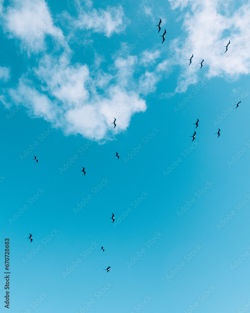Magnificent frigatebird soaring in a clear blue sky, Cozumel, Mexico Magnificent frigatebird soaring in a clear blue sky, Cozumel, Mexico
