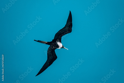 Magnificent frigatebird soaring in a clear blue sky  Cozumel  Mexico
