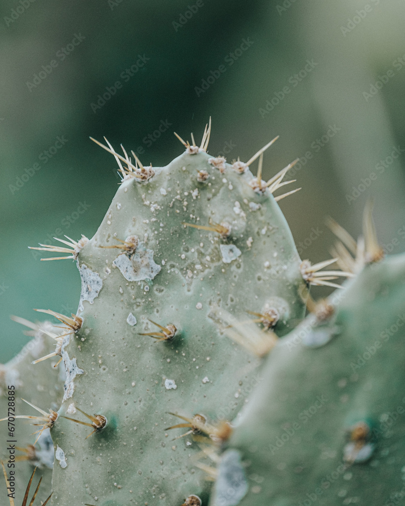Dense cluster of prickly cacti, a symbol of the arid landscapes of Cozumel, Mexico Dense cluster of prickly cacti, a symbol of the arid landscapes of Cozumel, Mexico
