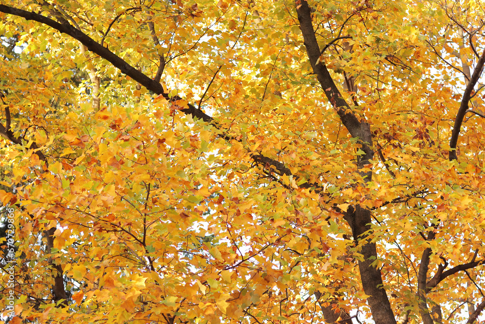 Liriodendron tulipifera. Tree with bright yellow leaves. Autumn background with a tree with beautiful foliage. A plant with bright leaves. Change of season in nature Liriodendron tulipifera. Tree with bright yellow leaves. Autumn background with a tree with beautiful foliage. A plant with bright leaves. Change of season in nature