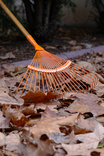 yellow leaves lie on the ground and are removed with a rake