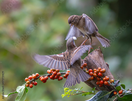 Sparrows with unusual acrobatics, fights and flights competing for food and territory