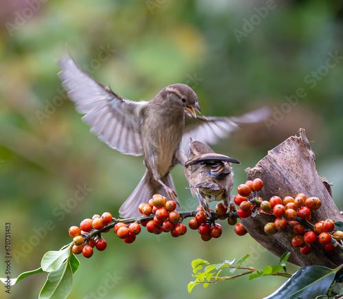 Sparrows with unusual acrobatics, fights and flights competing for food and territory