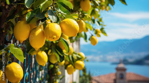 Bunches of fresh yellow ripe lemons on lemon tree branches in Italian garden