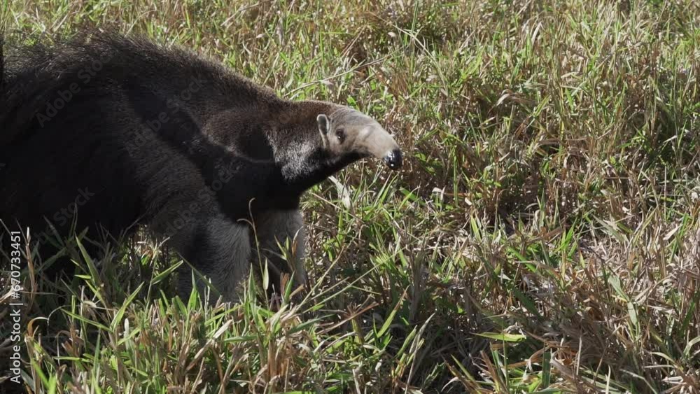 giant anteater walking on a meadow in the Pantanal, Brazil. giant anteater walking on a meadow in the Pantanal, Brazil.