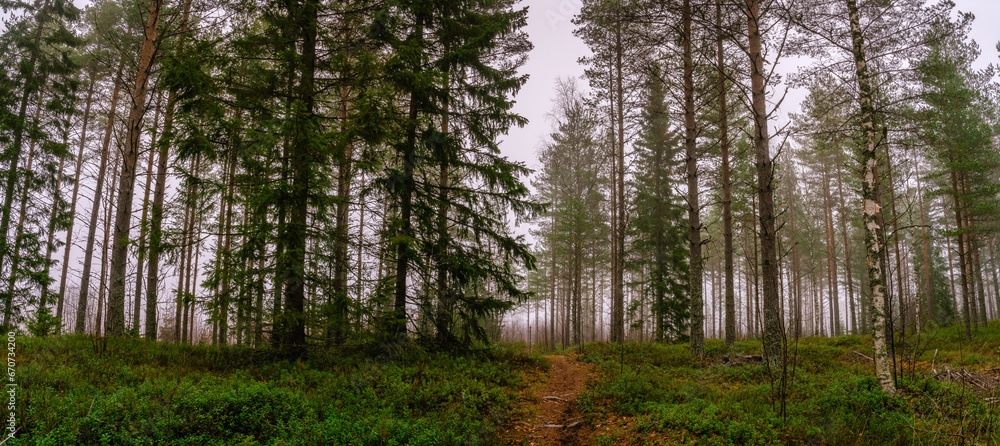 Scenic wide panorama view on footpath in early spring or late autumn foggy forest. Pine and birch trees. The footpath in the middle of photo. Northern Sweden Scenic wide panorama view on footpath in early spring or late autumn foggy forest. Pine and birch trees. The footpath in the middle of photo. Northern Sweden
