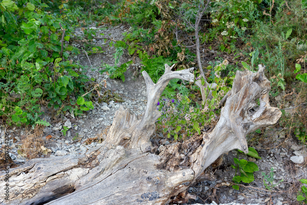old dry driftwood tree lies on the ground close-up