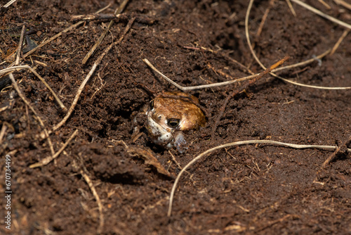 Obraz na płótnie A Bushveld rain frog, also known as a common rain frog (Breviceps adspersus), us