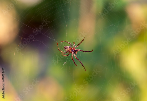 Larinioides cornutus horny cross spider close-up sits on a web against a background of greenery 
