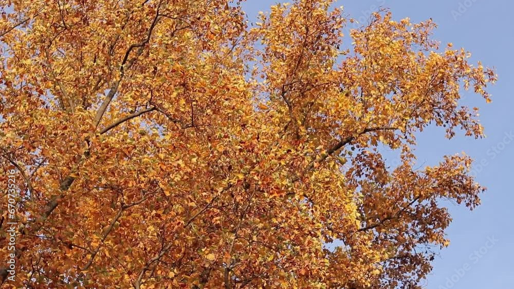 Liriodendron tulipifera. Tree with bright yellow leaves. Autumn background with a tree with beautiful foliage. A plant with bright leaves. Change of season in nature Liriodendron tulipifera. Tree with bright yellow leaves. Autumn background with a tree with beautiful foliage. A plant with bright leaves. Change of season in nature