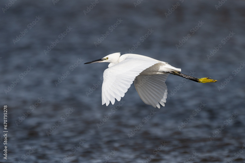 Egretta garzetta - Little Egret - Aigrette garzette Egretta garzetta - Little Egret - Aigrette garzette