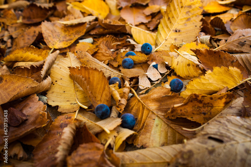 berries on the foliage