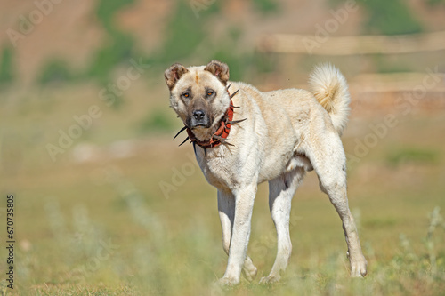 Anatolian shepherd dog with a spiked iron collar lying in the pasture. (The spiked iron collar protects the dogs' necks against wolves. photo