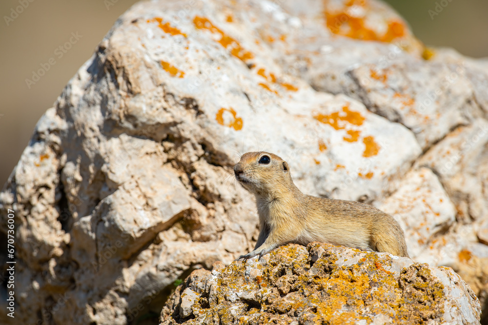 Obraz premium Anatolian Souslik-Ground Squirrel (Spermophilus xanthoprymnus) lying on the rock.