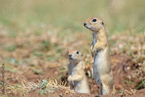 Anatolian Souslik-Ground Squirrel (Spermophilus xanthoprymnus) looking out of the nest. © TAMER YILMAZ