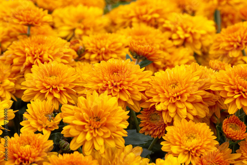 Bright orange chrysanthemums. Background for a postcard.