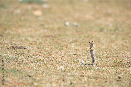 Standing Anatolian Souslik-Ground Squirrel (Spermophilus xanthoprymnus). © TAMER YILMAZ