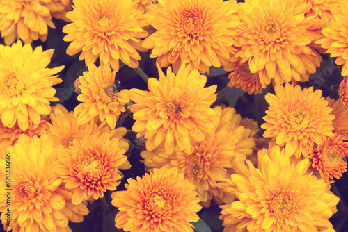 Autumn floral background. Beautiful yellow chrysanthemums in a flowerbed