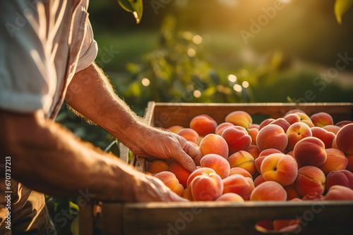 Close up shot of hands placing peaches in wooden bins in orchards