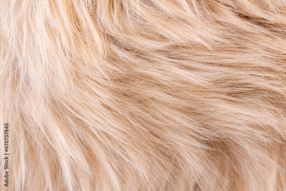 Beige fur texture top view. Brown or beige sheepskin background. Fur pattern. Texture of brown shaggy fur. Wool texture. Sheep fur close up - obrazy, fototapety, plakaty 